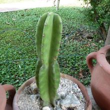 A photo of Cereus jamacaru