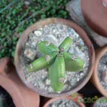 A photo of Cereus jamacaru