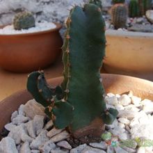 Una foto de Euphorbia resinifera