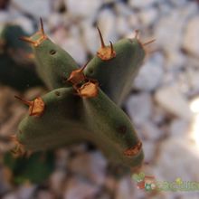 Una foto de Euphorbia resinifera