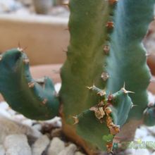 Una foto de Euphorbia resinifera