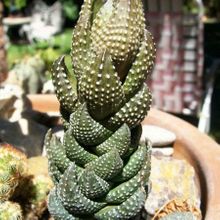 A photo of Haworthia coarctata