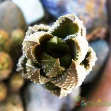 A photo of Haworthia coarctata