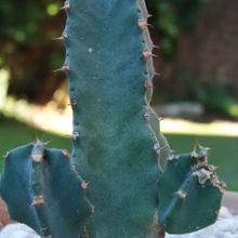 Una foto de Euphorbia resinifera