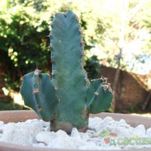 Una foto de Euphorbia resinifera