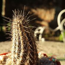 A photo of Echinopsis mirabilis
