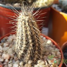 A photo of Echinopsis mirabilis