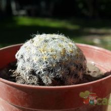 Una foto de Mammillaria schiedeana