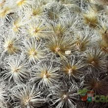Una foto de Mammillaria schiedeana