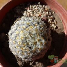 Una foto de Mammillaria schiedeana