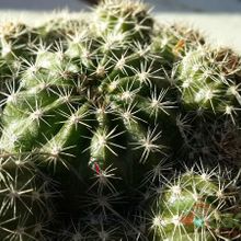 A photo of Echinopsis boyuibensis