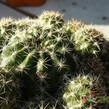 A photo of Echinopsis boyuibensis