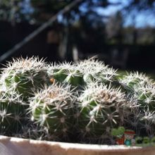 A photo of Echinopsis boyuibensis
