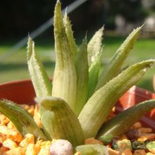 Una foto de Haworthia chloracantha  