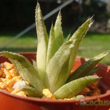 Una foto de Haworthia chloracantha  