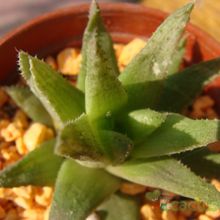 Una foto de Haworthia chloracantha  
