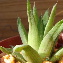 Una foto de Haworthia chloracantha  