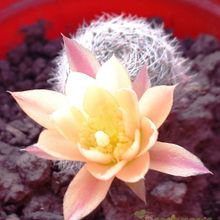 A photo of Rebutia heliosa x pulvinosa cv. sunrise (HIBRIDO)