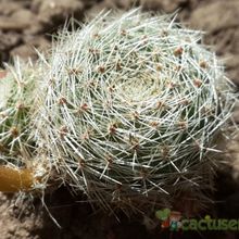 A photo of Rebutia heliosa x pulvinosa cv. sunrise (HIBRIDO)