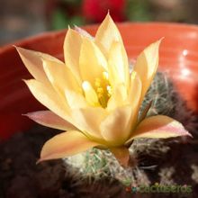 A photo of Rebutia heliosa x pulvinosa cv. sunrise (HIBRIDO)