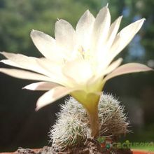 A photo of Rebutia heliosa x pulvinosa cv. sunrise (HIBRIDO)
