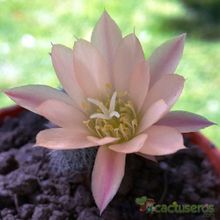 A photo of Rebutia heliosa x pulvinosa cv. sunrise (HIBRIDO)