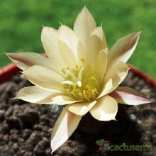 A photo of Rebutia heliosa x pulvinosa cv. sunrise (HIBRIDO)