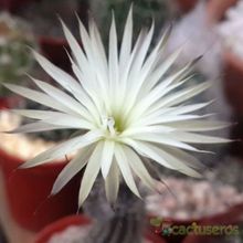 A photo of Echinopsis mirabilis