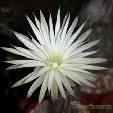 A photo of Echinopsis mirabilis