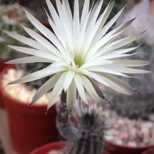 A photo of Echinopsis mirabilis