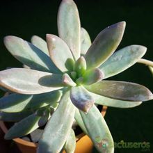 Una foto de Graptosedum cv. Francesco Baldi