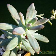 Una foto de Graptosedum cv. Francesco Baldi