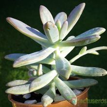 Una foto de Graptosedum cv. Francesco Baldi