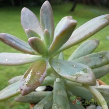 Una foto de Graptosedum cv. Francesco Baldi