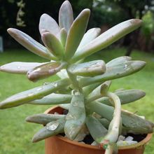 Una foto de Graptosedum cv. Francesco Baldi