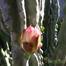A photo of Cereus jamacaru
