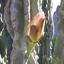 A photo of Cereus jamacaru