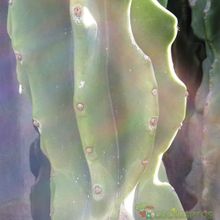 A photo of Cereus jamacaru