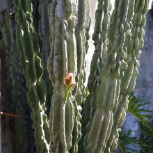 A photo of Cereus jamacaru