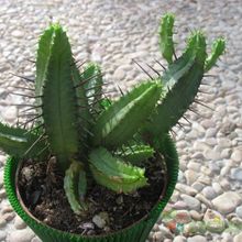 Una foto de Euphorbia enopla