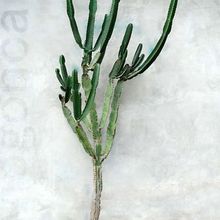 A photo of Euphorbia candelabrum