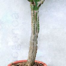 A photo of Euphorbia candelabrum