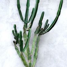 A photo of Euphorbia candelabrum
