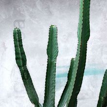 A photo of Euphorbia candelabrum