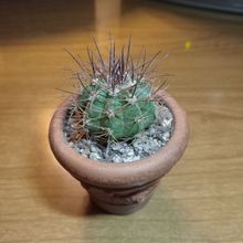 Photo of a cactus currently being identified