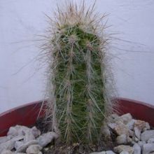 A photo of Oreocereus celsianus