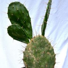 A photo of Opuntia bisetosa