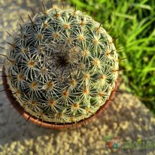 Una foto de Mammillaria haageana ssp. elegans