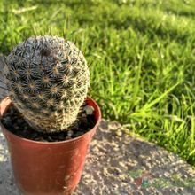 Una foto de Mammillaria haageana ssp. elegans