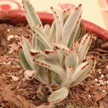 Una foto de Kalanchoe tomentosa